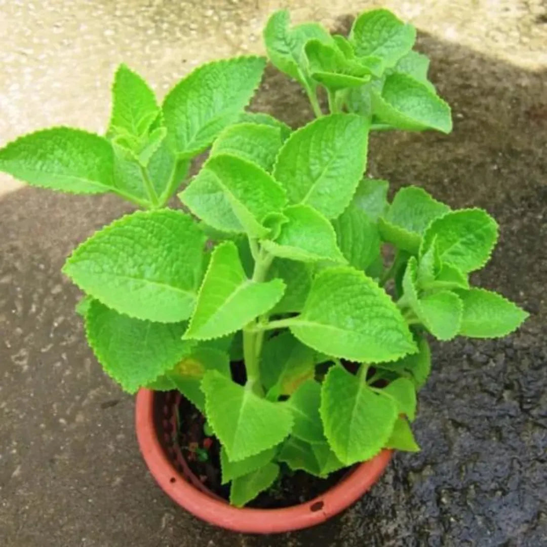 Ajwain Plant
