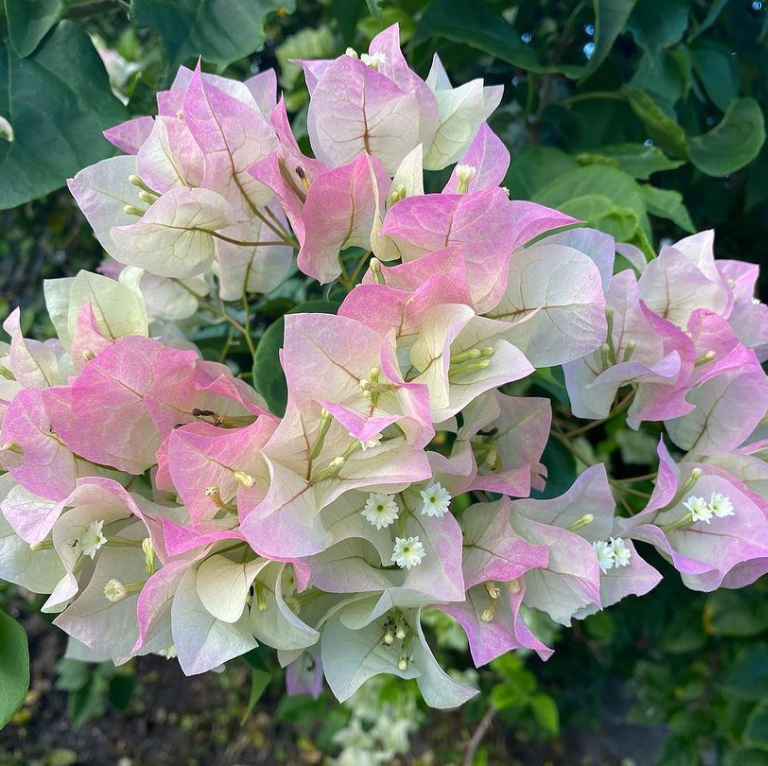 White-Pink Colour Bougainvillea Kagoj Ful Shrubs Flower Plant (1-2 Feet Height)
