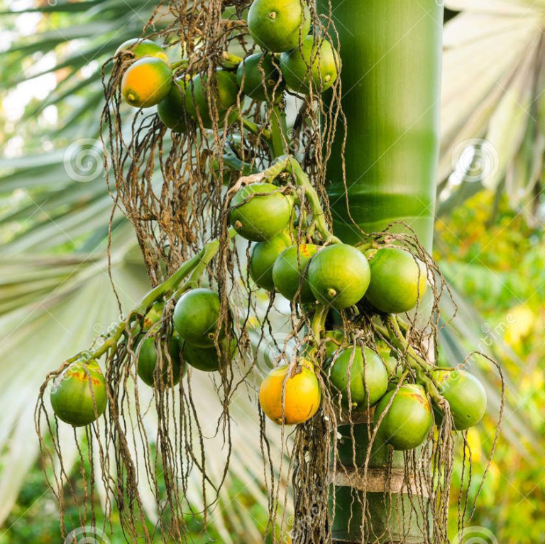 Assam Pati Arecanut Betel Nut Supari Hybrid Dwarf Fruit Plant (1.5-3 Feet Height)