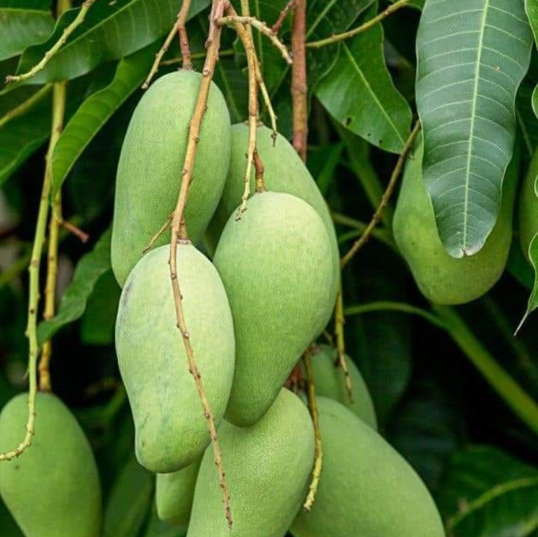 All Time Mango Plant (Grafted) Live Plant || Baramasi Mango Plant (Grafted) Plant || Alive All Time Mango Plant || Thai Alltime Mango Plant (Hybrid, Pack Of 1)