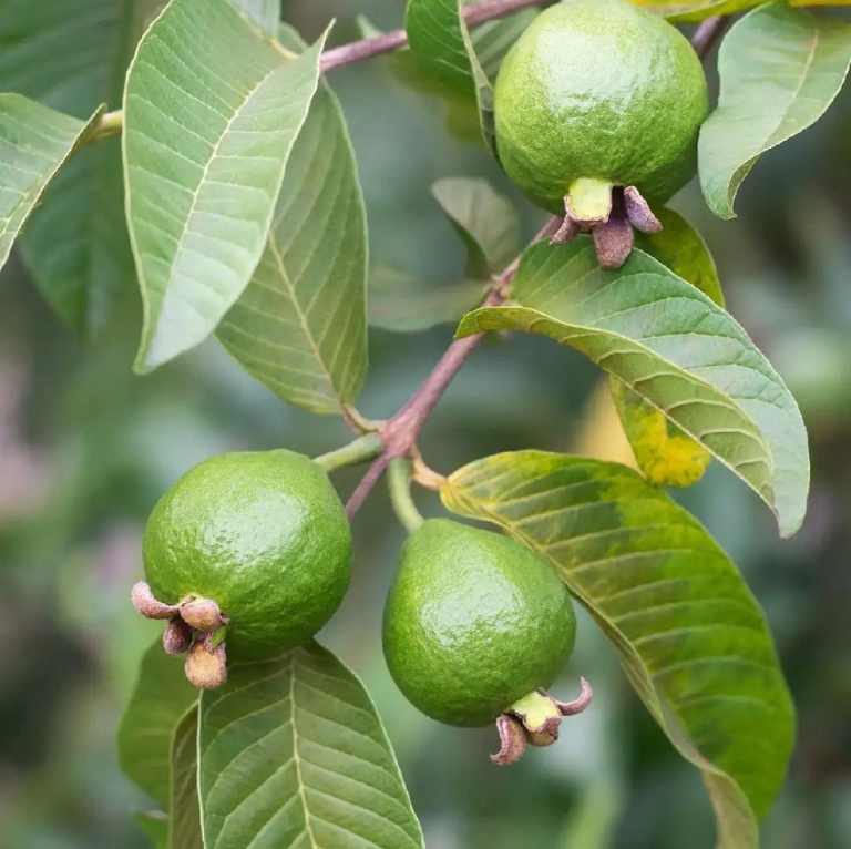 Thai 7 Guava Amrood Layering/Grafted Fruit Plant (1.5-3 Feet Height)