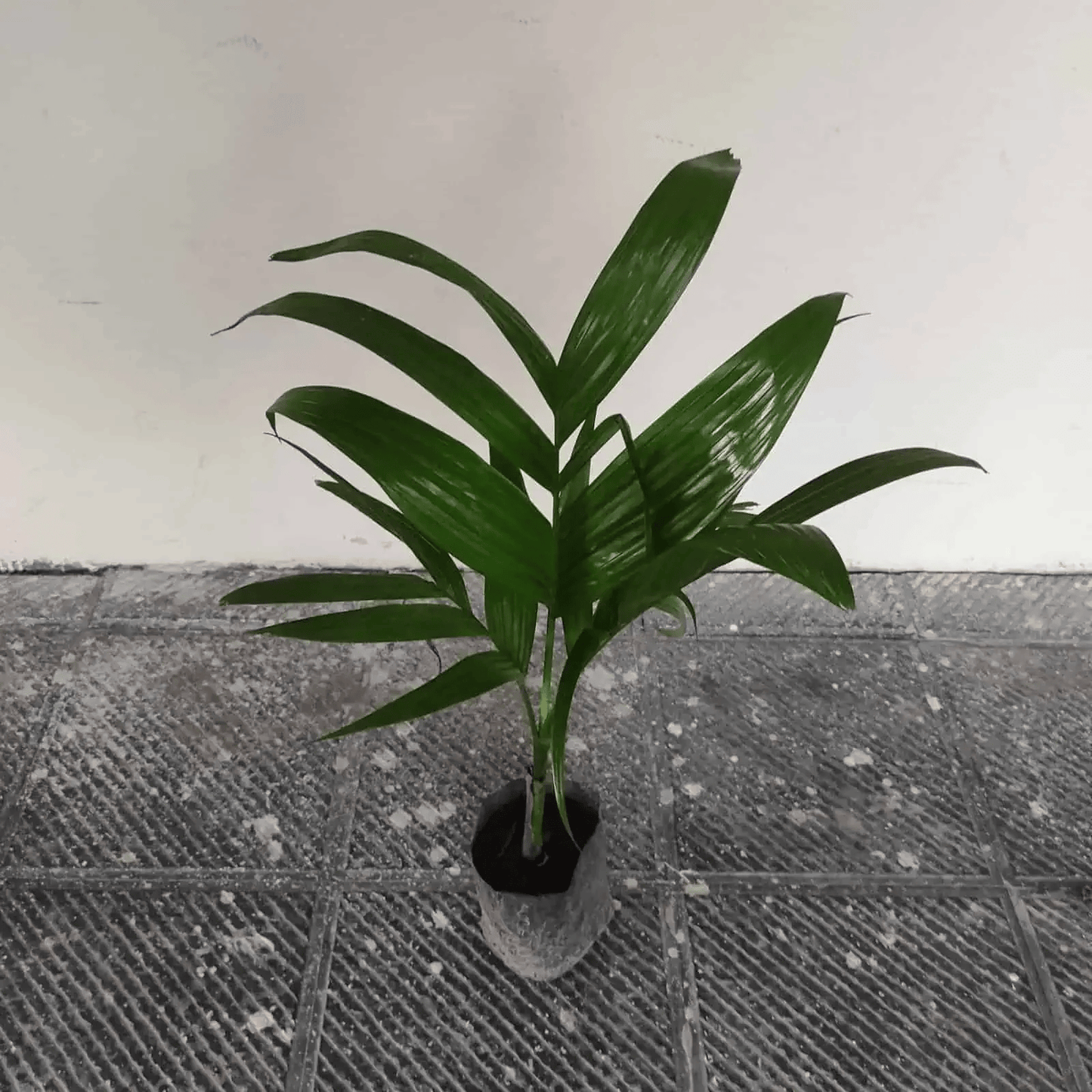 Vietnam Betel Nut (Supari) Dwarf Variety Plant