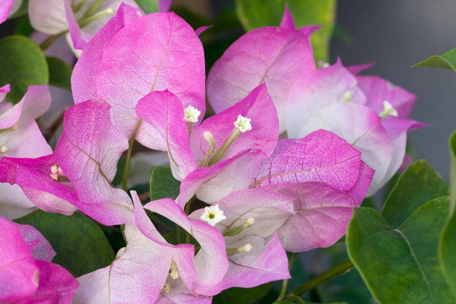 White-Pink Colour Bougainvillea Kagoj Ful Shrubs Flower Plant (1-2 Feet Height)