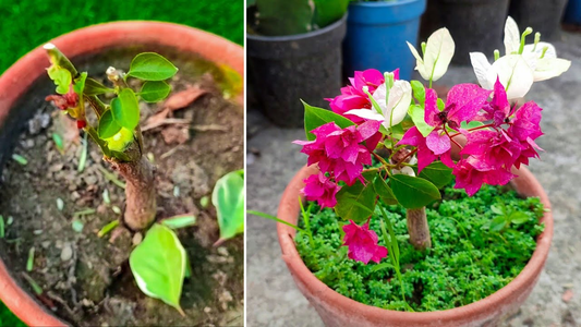 White-Pink Colour Bougainvillea Kagoj Ful Shrubs Flower Plant (1-2 Feet Height)