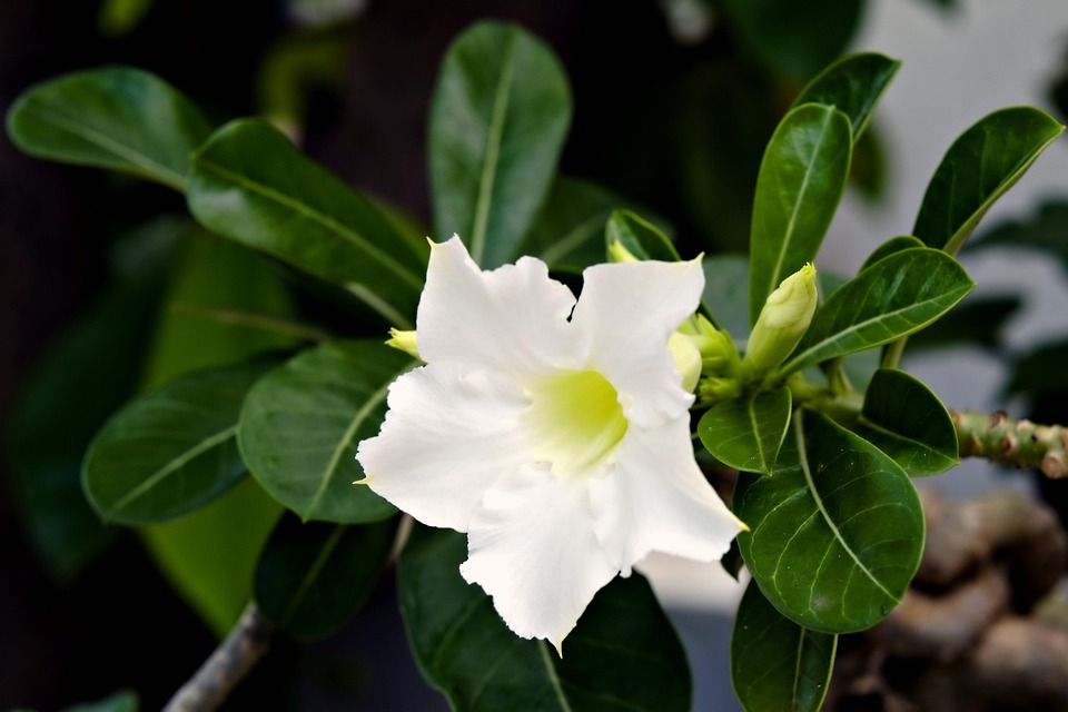 White Adenium Plant