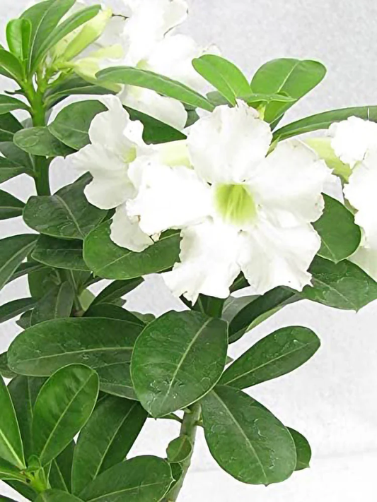 White Adenium Plant