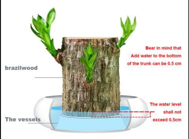 Brazilian Wood Plant With Self Watering Pot