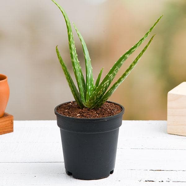 Aleovera Plant For Home & Garden