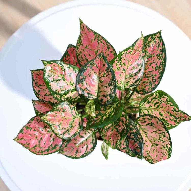 Aglaonema Pink Beauty Plant With Self Watering Pot
