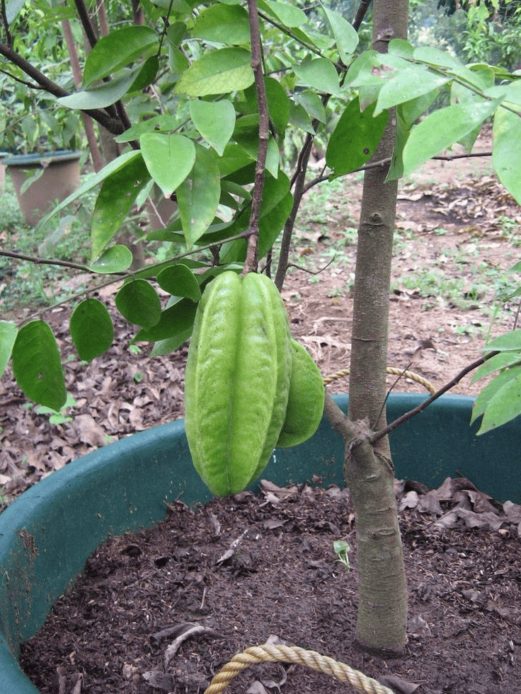 Sweet Star Fruit