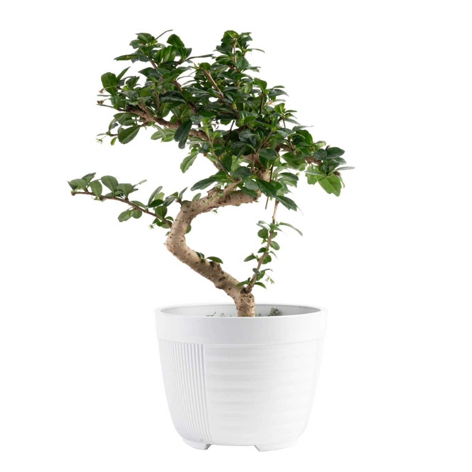 BONSAI PLANT