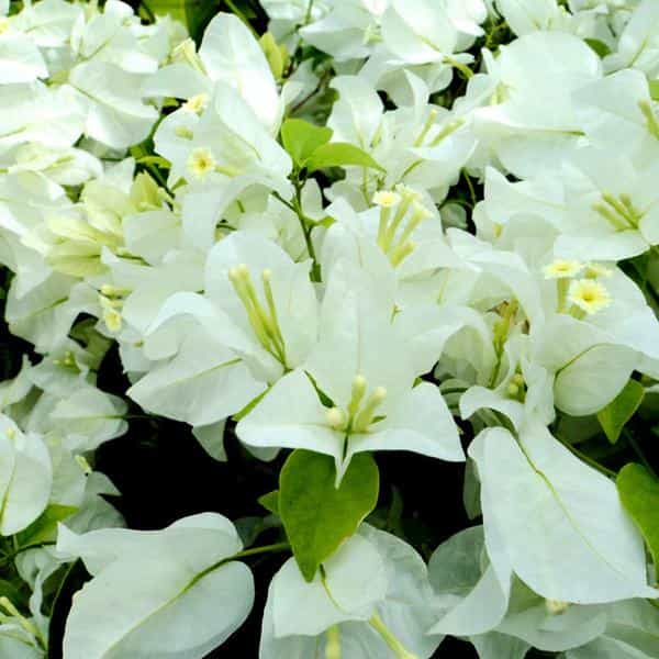 White Bougainvillea Flower Plant For Home & Garden