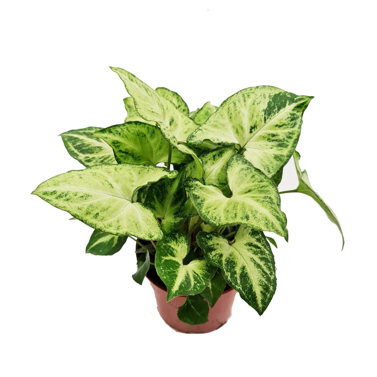 Syngonium Plants For Home & Garden