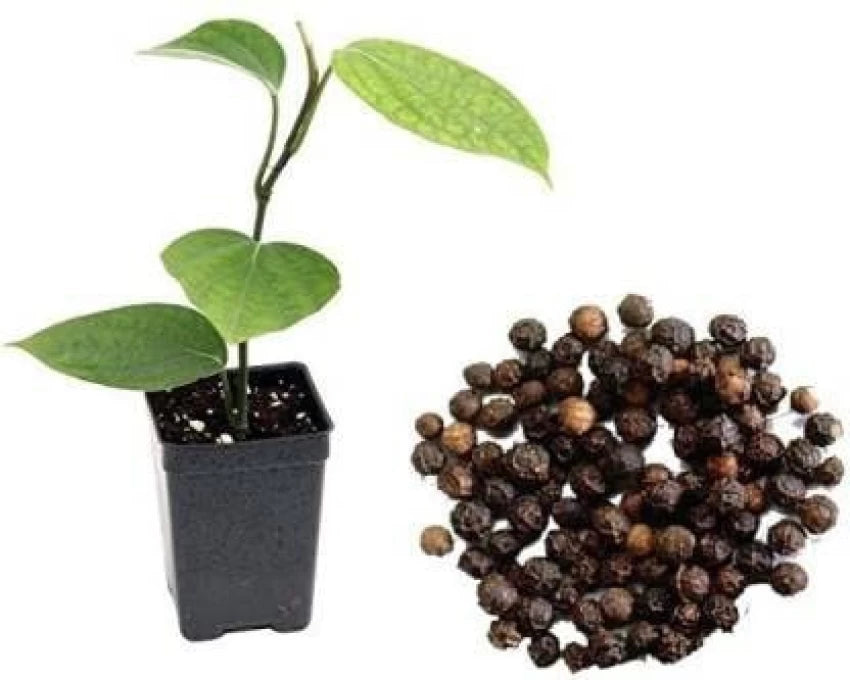 Black Pepper (Kali Mirchi) Plant For Home & Garden