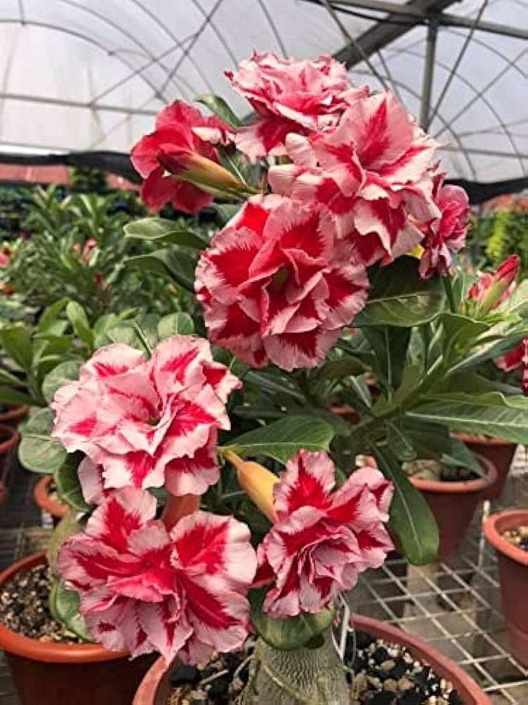 Red Hybrid Rose Adenium Plant For Home & Garden