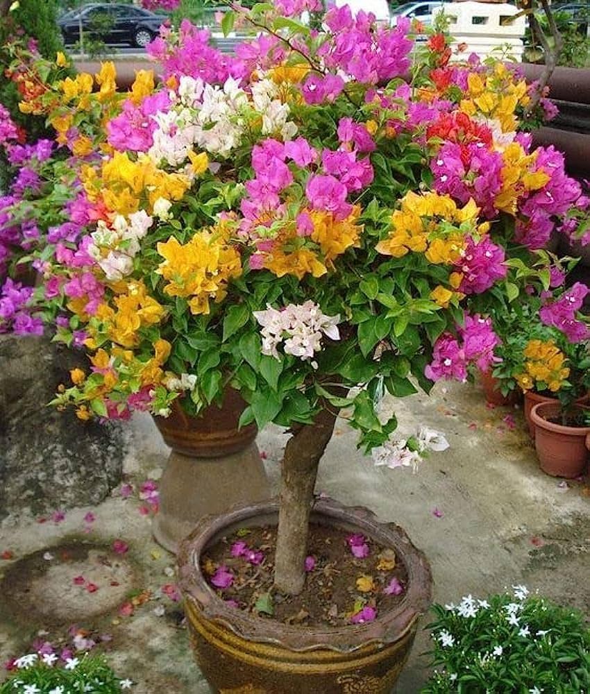 Multicolour Bougainvillea Flower Plant For Home & Garden