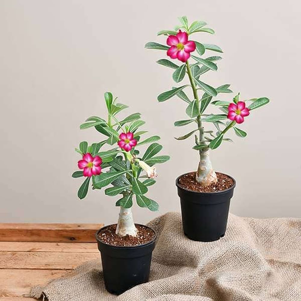 Pink Adenium Bonsai plant