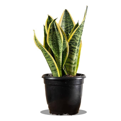 Golden Hahnii Snake Plant Pot