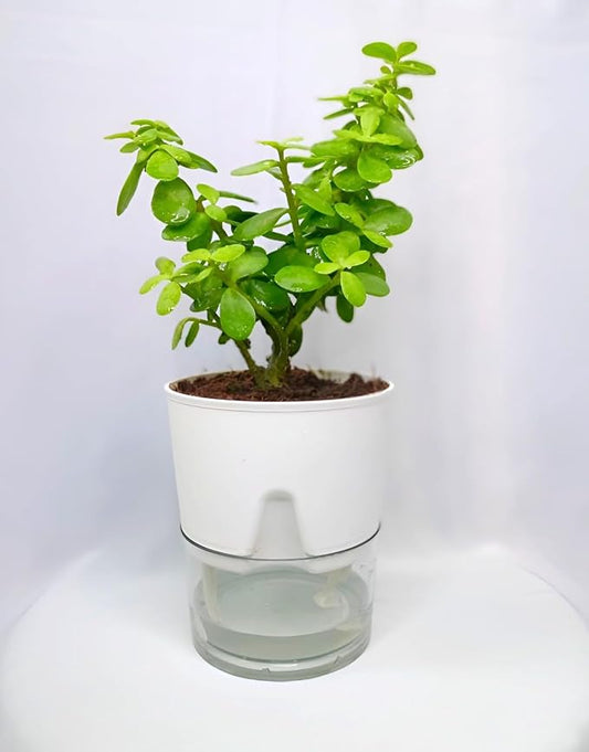Lucky Jade Plant For Home & Garden