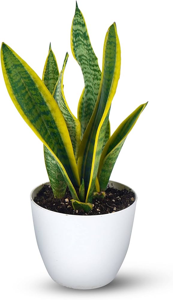 Sansevierias Plant For Home & Garden