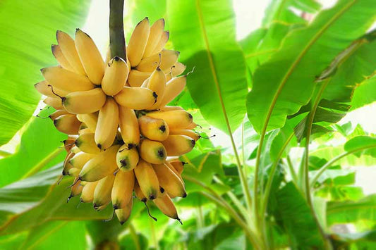 G-9 Banana Plant For Home & Garden