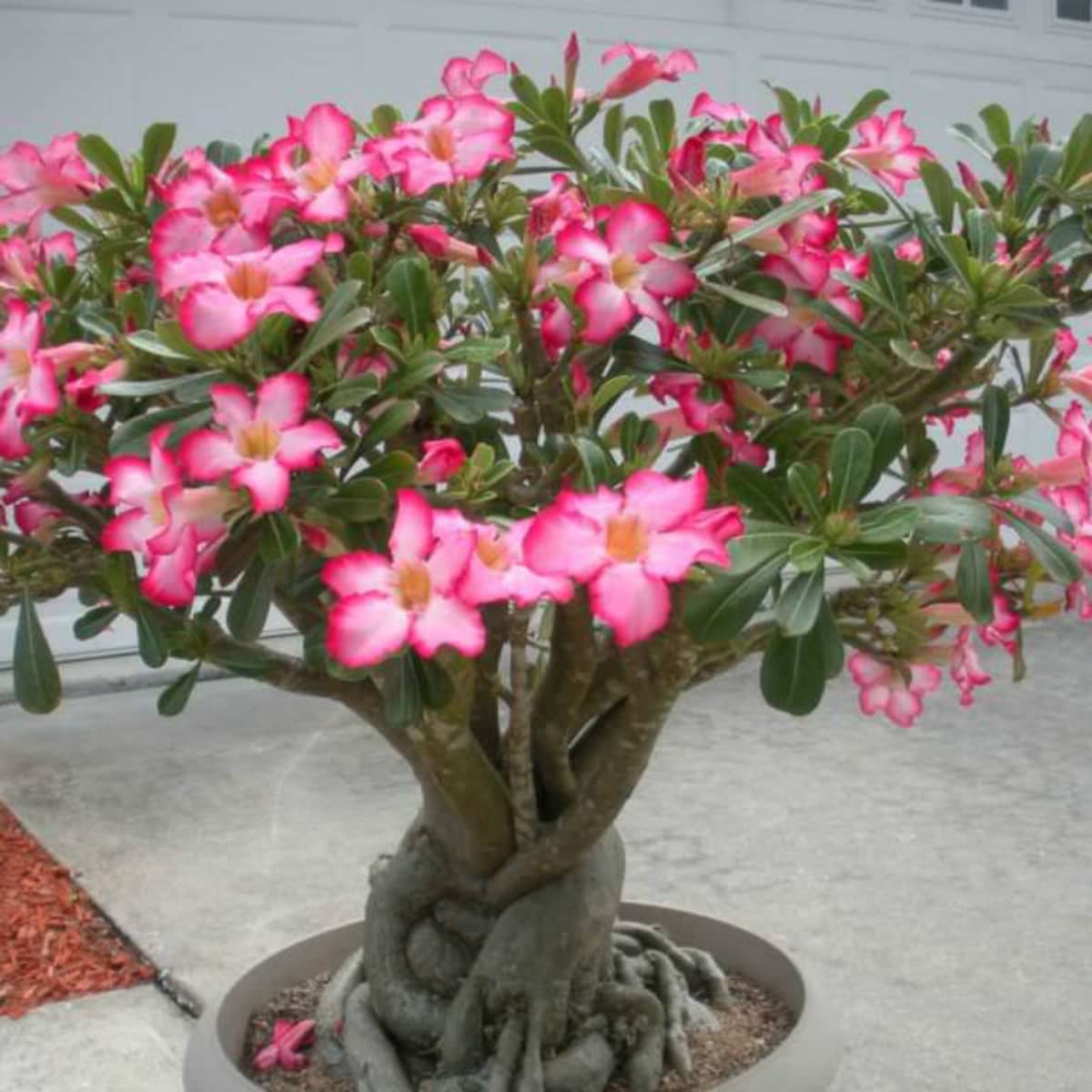 Pink Arabicum Adenium Plant For Home & Garden