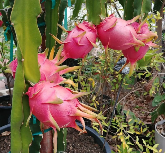 Pink Dragon Fruit Cutting/Grafted Fruit Plant (1-2 Feet Height)