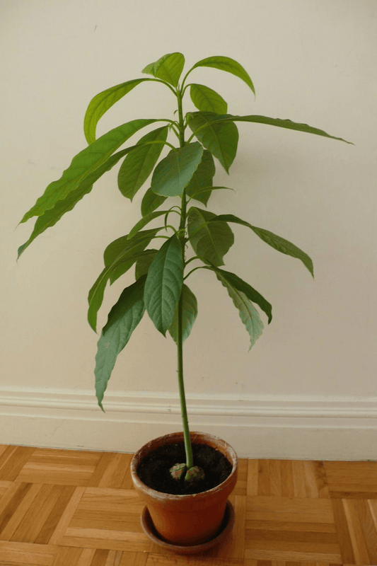 Green Thai Avocado Hybrid Graftad Fruit Plant
