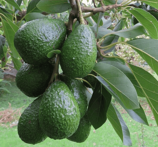 Green Thai Avocado Hybrid Graftad Fruit Plant