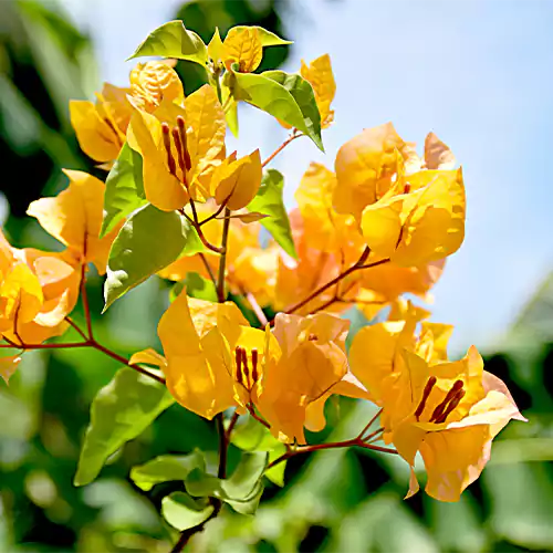 Bougainvillea Flower Plant For Home & Garden