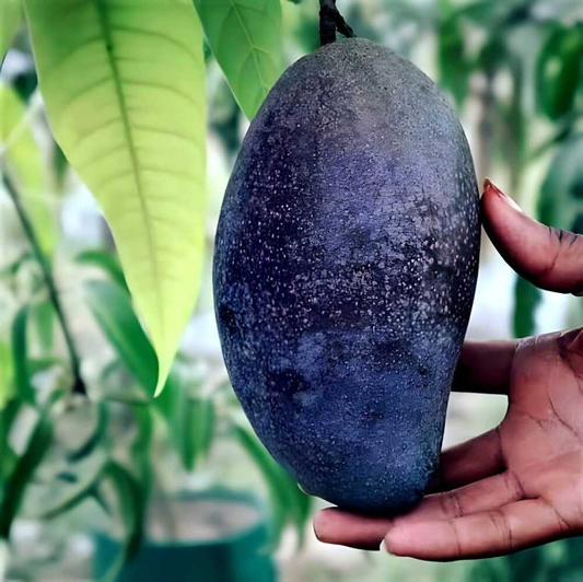 Black Stone Mango Plant