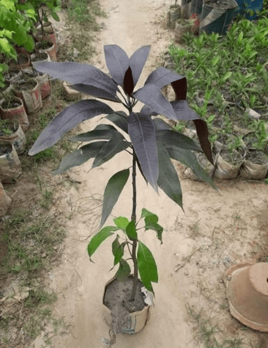 Black Stone Mango Plant