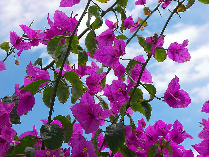 Purple Bougainvillea Flower Plant For Home & Garden