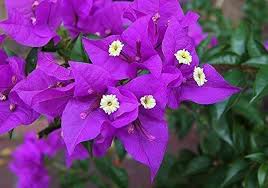 Purple Bougainvillea Flower Plant For Home & Garden