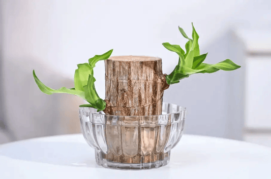 Brazilian Wood Plant With Self Watering Pot