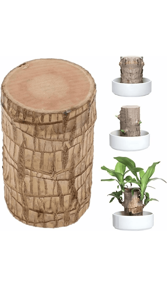 Brazilian Wood Plant With Self Watering Pot