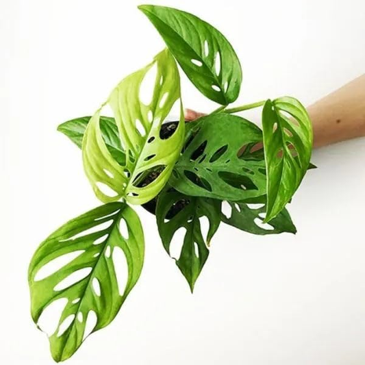 Broken Heart Plant With Self Watering Pot