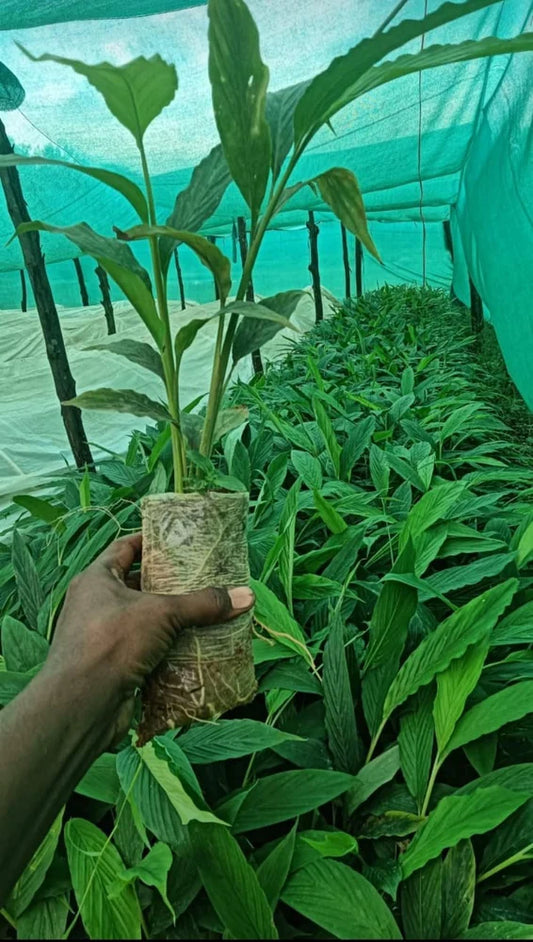 Cardamom (Elaichi) Spice Plant