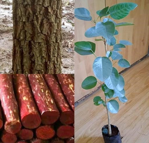 Sandalwood Plant For Home & Garden