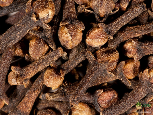 Clove (Lobongo) plant