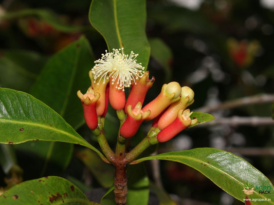 Clove (Lobongo) plant