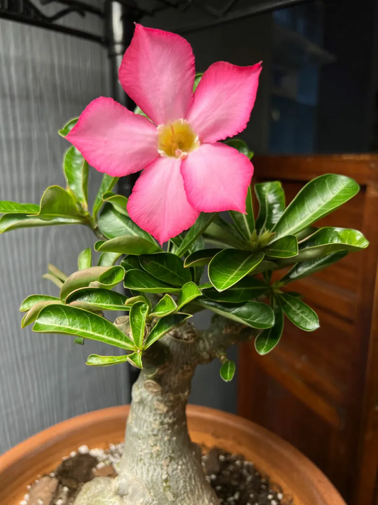 Desert Rose Adenium Plant