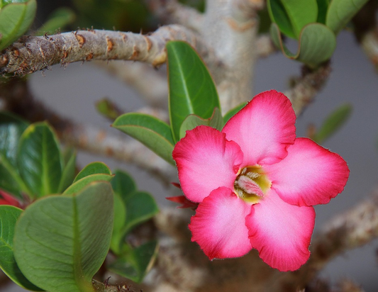 Desert Rose Adenium Plant