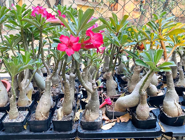 Desert Rose Adenium Plant