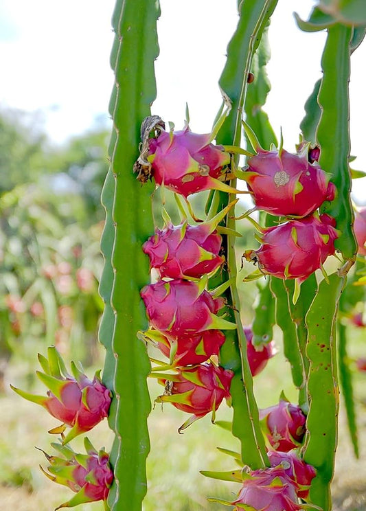 White Dragon Fruit Plant For Home & Garden