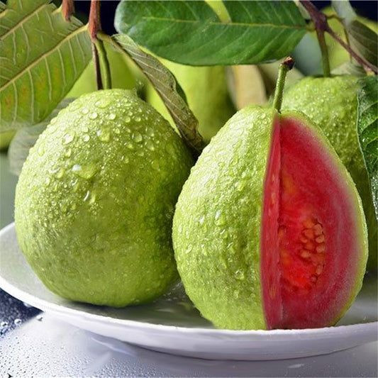 Red Japanese Guava Hybrid Fruit Plant For Home & Garden