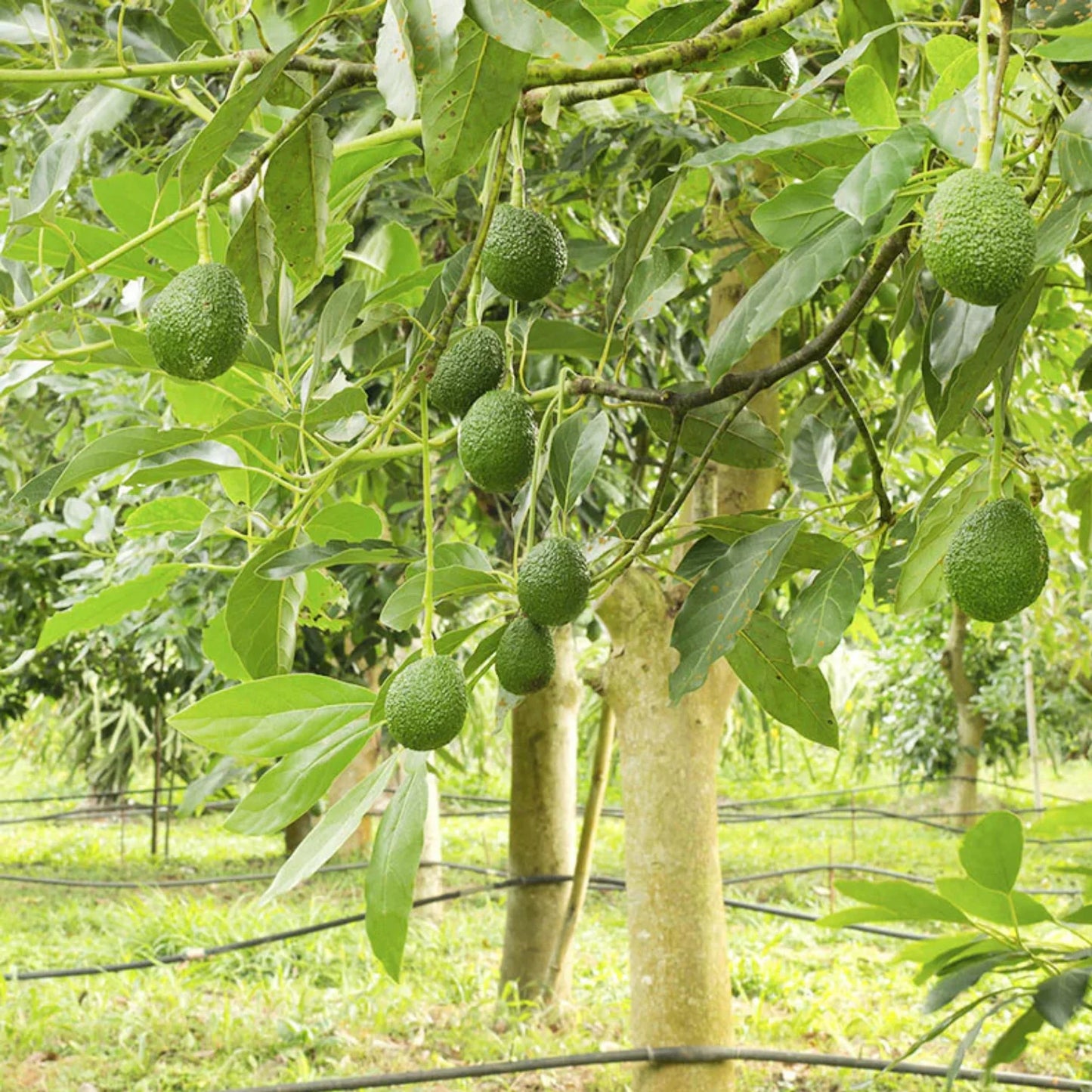 Green Thai Avocado Graftad Fruit Plant For Home & Garden