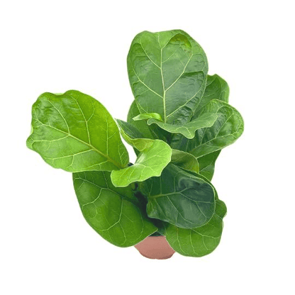 Fiddle Leaf Fig Plant With Self Watering Pot