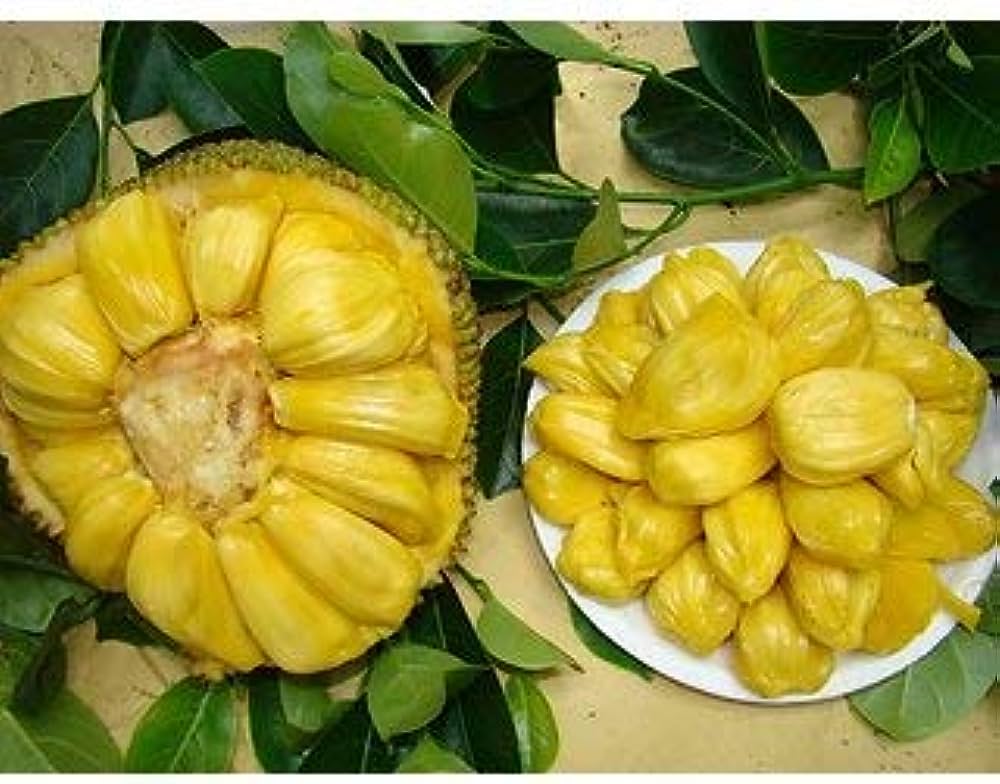 Indian Jackfruit Plant For Home & Garden