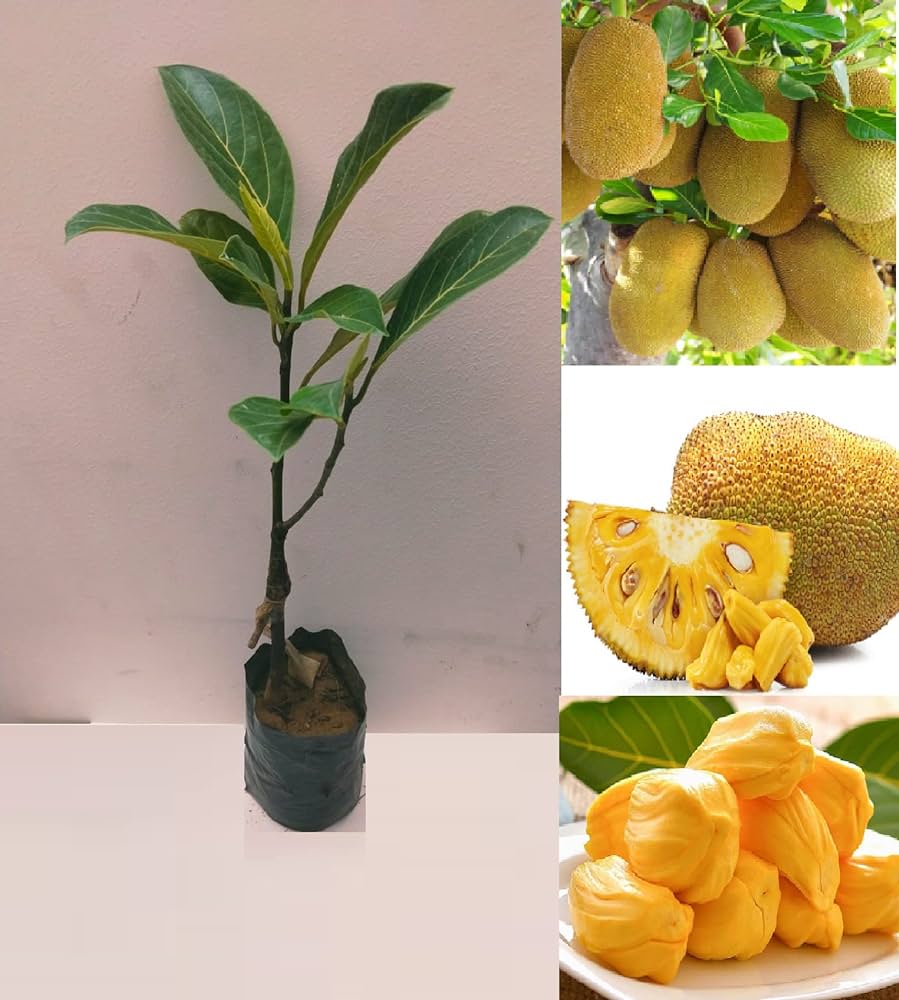 Indian Jackfruit Plant For Home & Garden